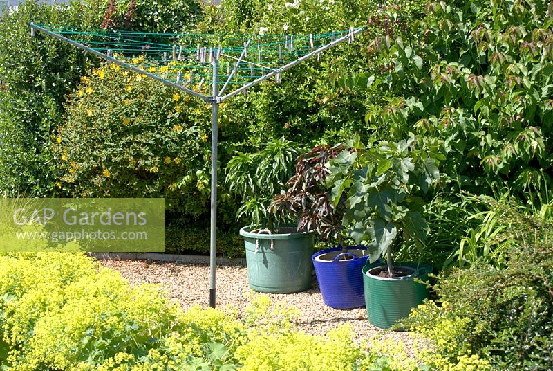 Shrubs sheltering gravelled area with clothes line and pots containing Ficus and Prunus persicus - NGS garden, Barrow Nook, Lancashire