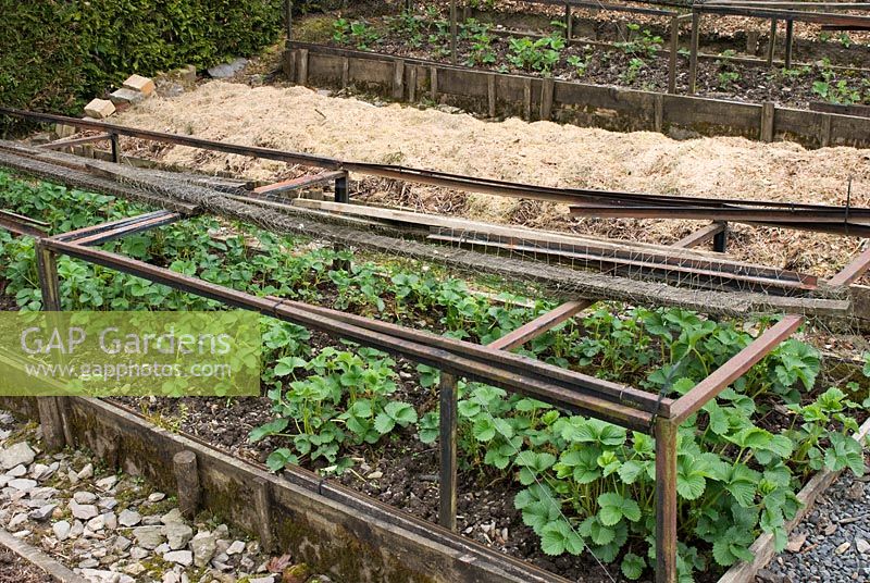 Strawberry plants in raised bed with wooden supports for protective netting