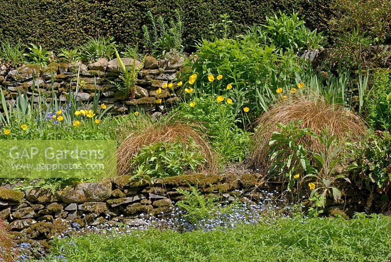 Garden terracing with moss covered dry stone walls in Spring - Plantings of Geranium, Myosotis sylvatica, Iris and Meconopsis cambrica