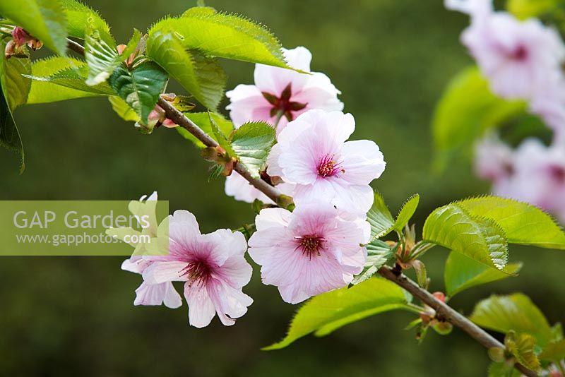 Prunus 'Matsumae-Wakamushiyazakura' - Cherry blossom