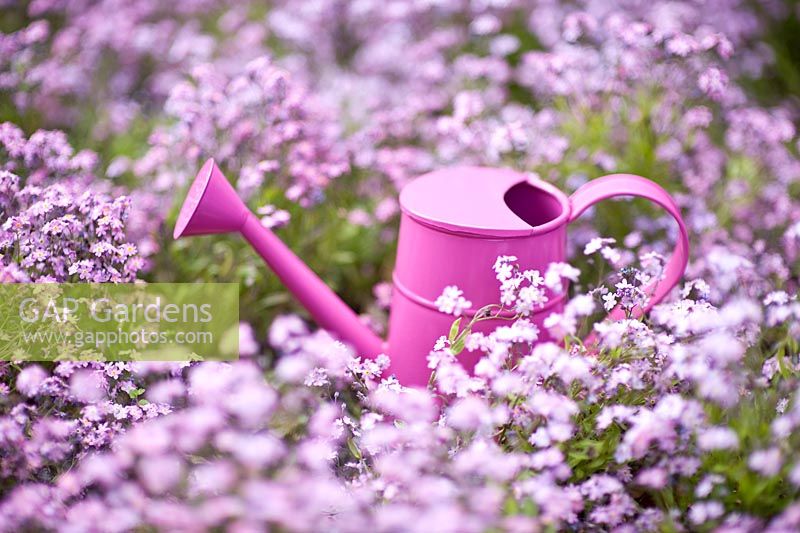 Pink watering can amongst Myosotis - Forget-me-nots