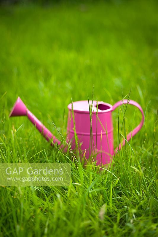 Pink watering can on lawn