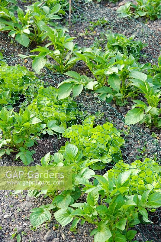 Intercropping of Lettuces and Potatoes growing under netting
