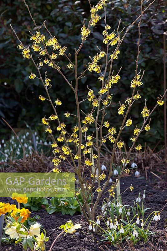 Hamamelis 'Arnold Promise' with Galanthus nivalis 'Wendy's Gold'