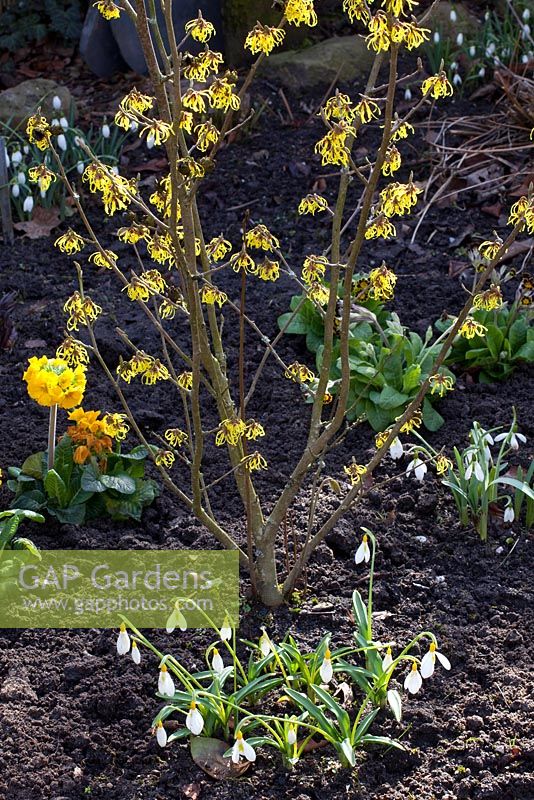 Hamamelis 'Arnold Promise' with Galanthus nivalis 'Wendy's Gold'

