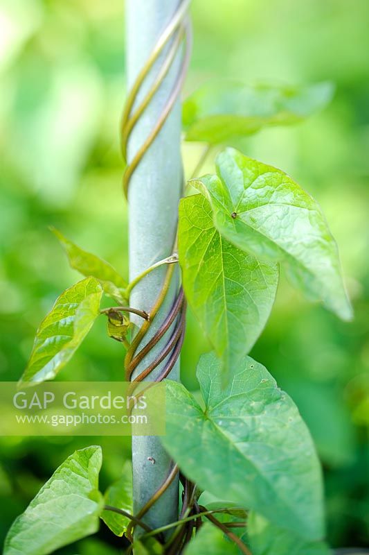Calystegia sepium - Hedge bindweed
