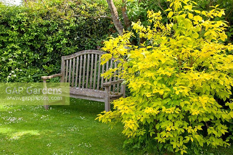 Garden with wooden bench at Philadelphus coronarius 'Aureus' - Sweet Mock Orange 