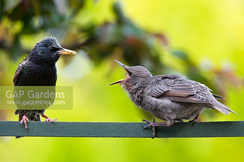 Sturnus vulgaris -  Starling feeding a young fledgling