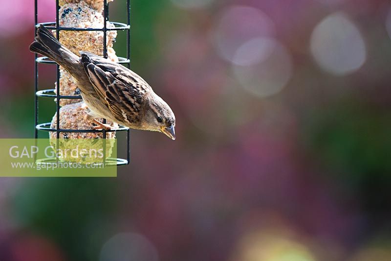 Passer Domesticus - Female house sparrow feeding on a suet ball feeder