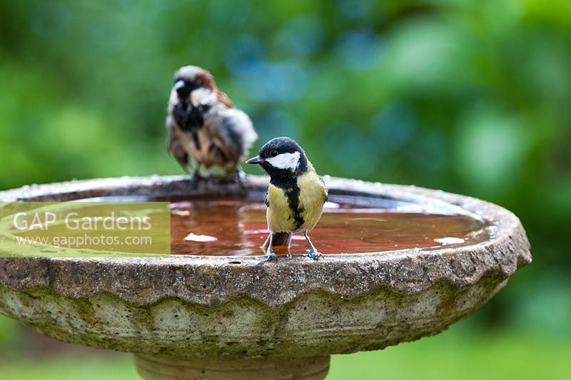 Parus major - Great tit and House sparrow on bird bath