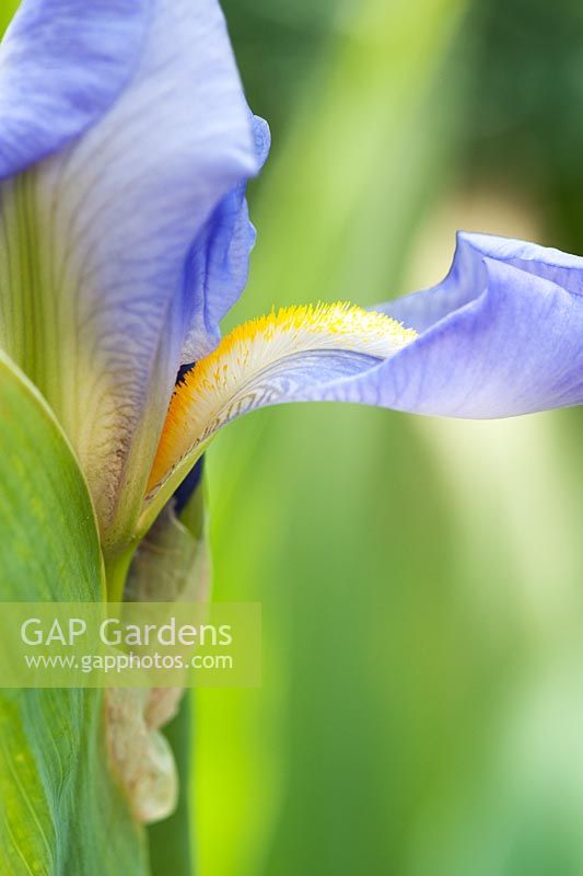 Bearded Iris 'Pallida'