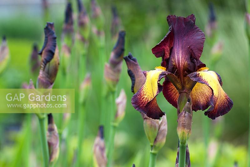 Iris 'Provencal' 