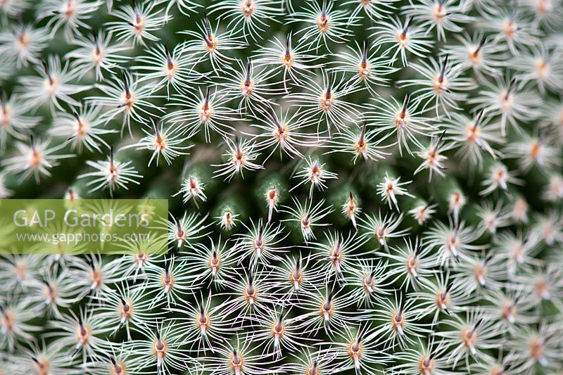 Mammillaria perbella - 'Owl eye' Cactus 