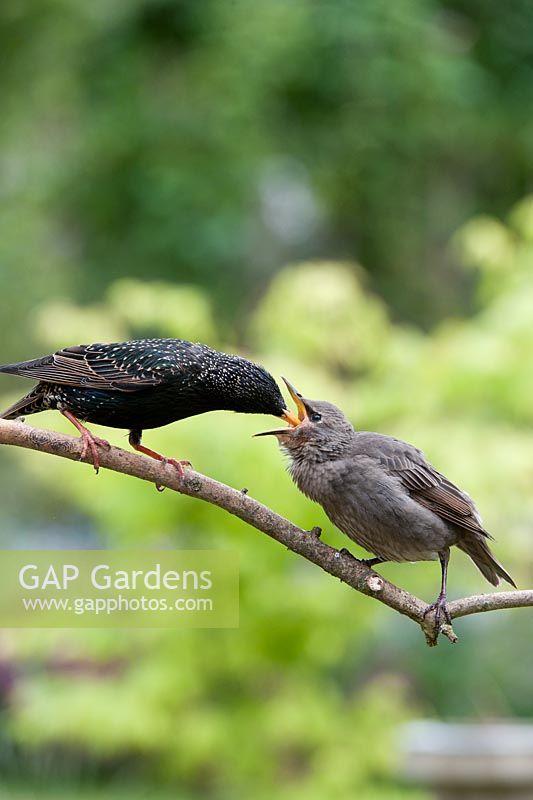 Sturnus vulgaris - Starling feeding a young fledgling