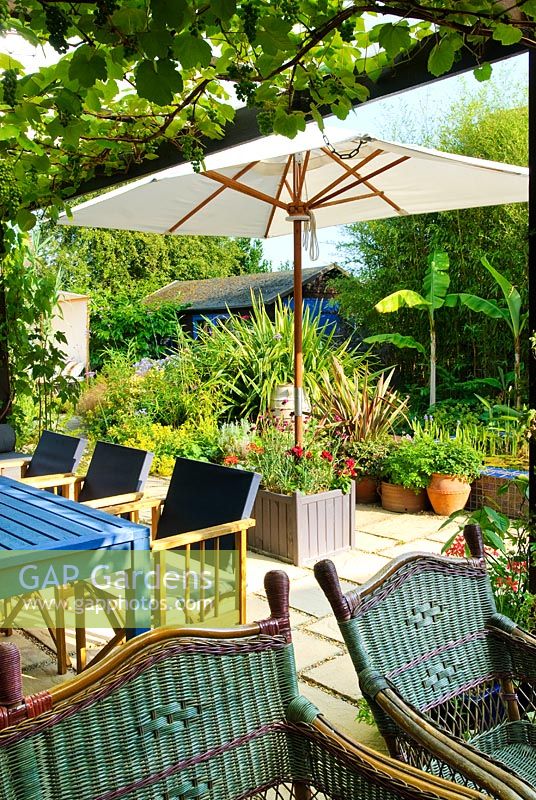 Seating under covered wooden canopy with Vitis - Grape vine. Blue table and wicker chairs. Canvas parasol