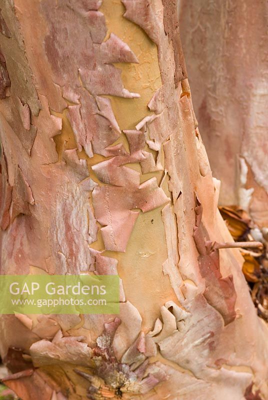 Bark of Rhododendron falconeri