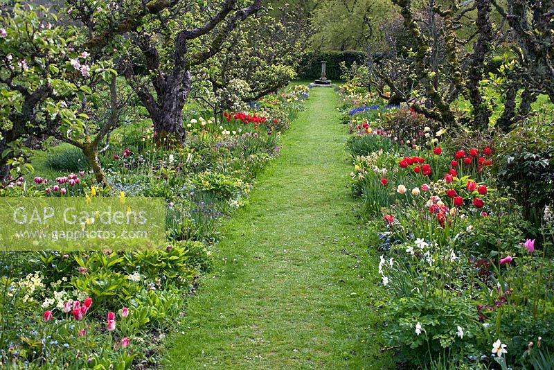 Grass path with borders of Apple Trees underplanted with Peonies, Aquilegia, Primulas, Muscaria and Daffodils in Spring at Hergest Croft 