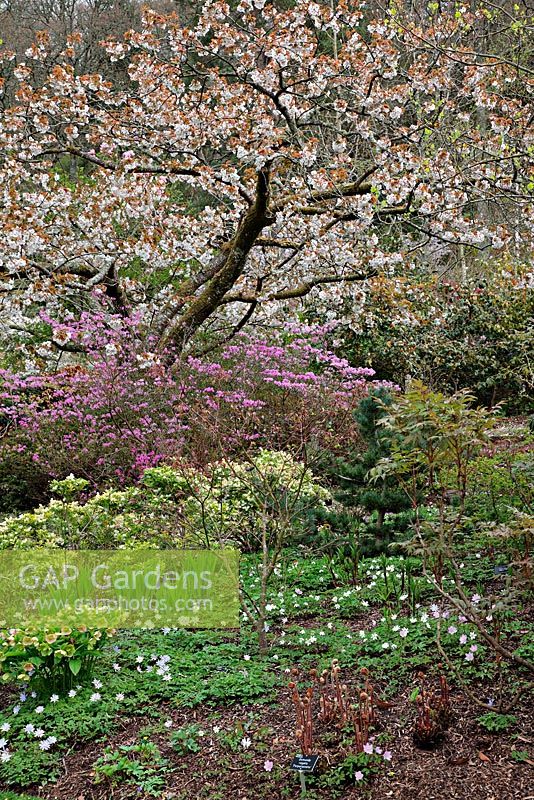 Prunus 'Taihaku' AGM and Rhododendron weyrichii - RHS Rosemoor