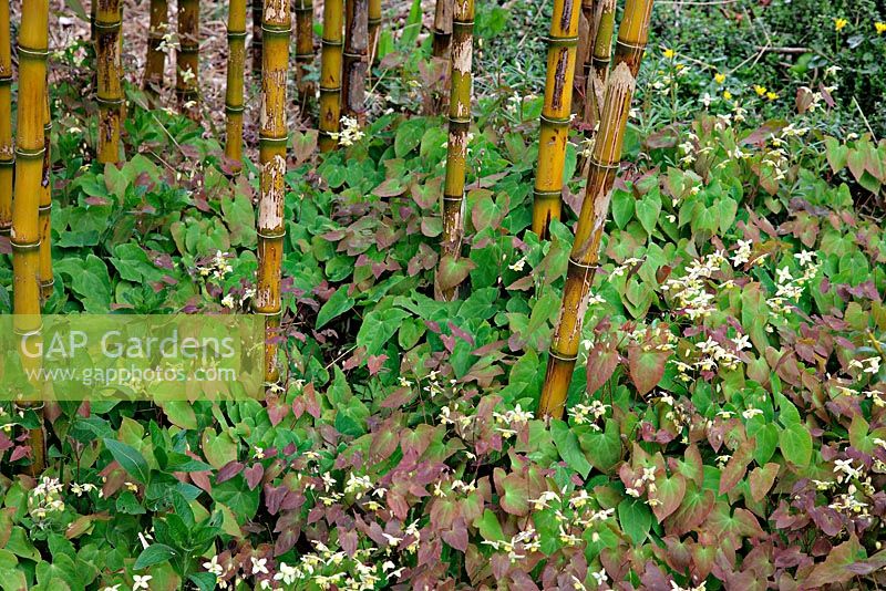 Epimedium perralderianum used as ground cover under Chusquea culeou 'Tenuis'
