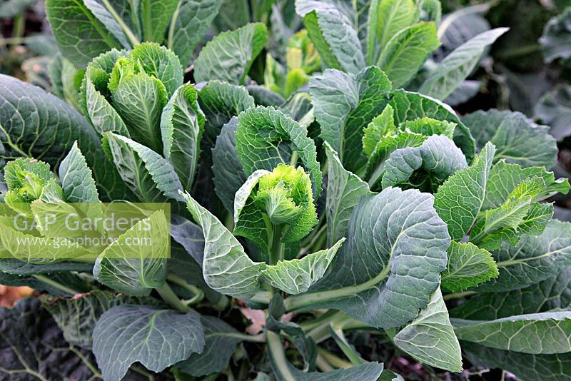The regrowth from Brassica - Winter cabbage 'Tundra F1' make excellent spring greens
