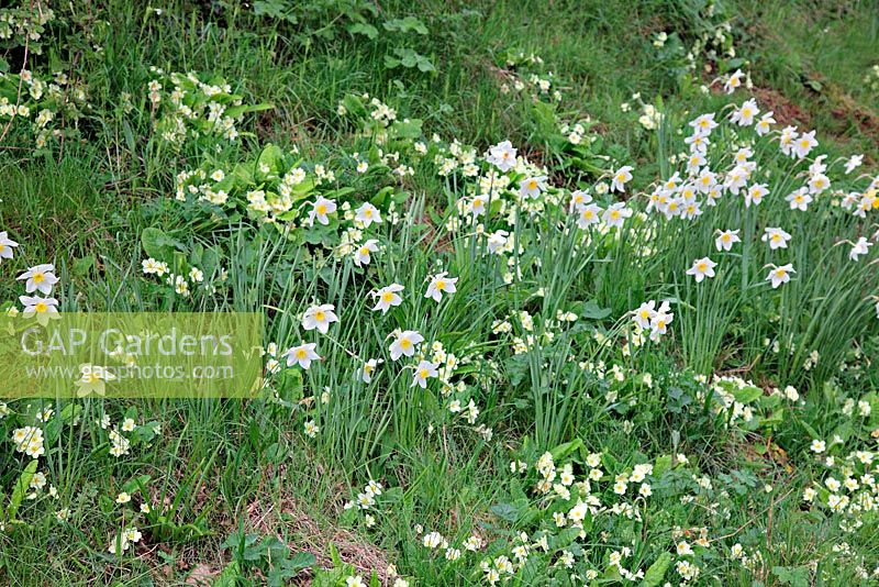 Planted bulbs of a cultivated Narcissus - Daffodils, degrade a wild habitat of Primula vulgaris