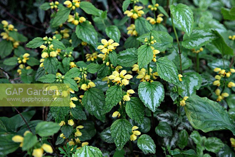 Lamium galeobdolon 'Variegatum' syn Lamium galeobdolon subsp montanum 'Florentinum' - Yellow Archangel