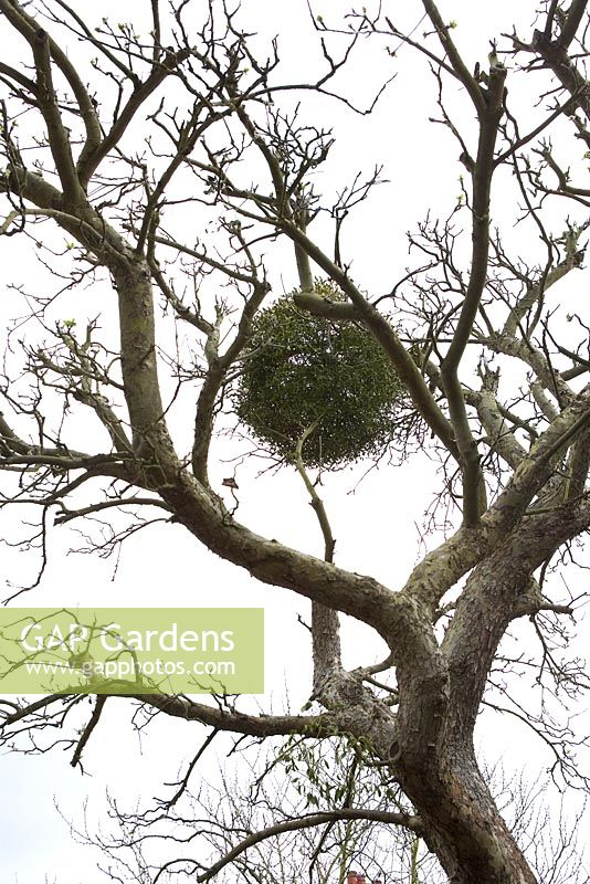 Viscum album - Mistletoe ball in bare tree.