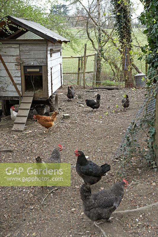 Chickens scratching around in enclosure with chicken house