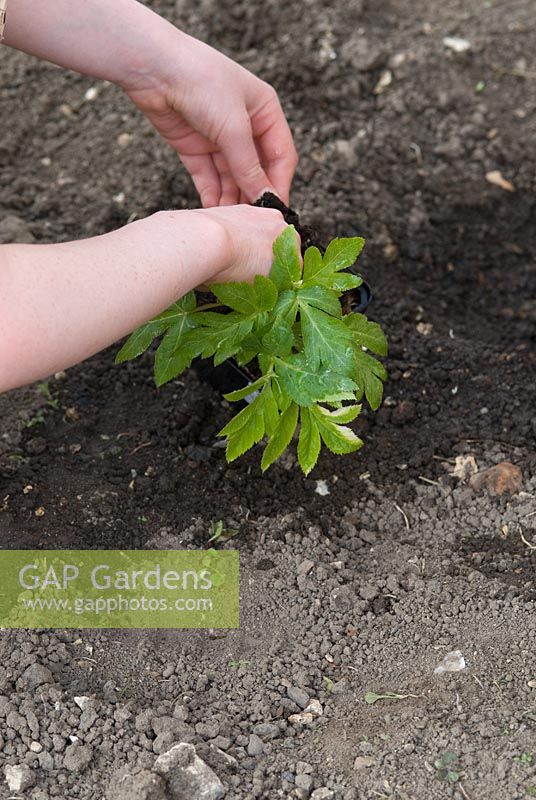 Taking Angelica gigas out of its pot before planting into the ground by a child. April