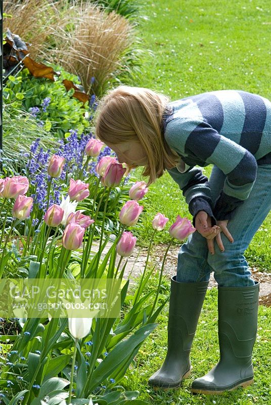 Child smelling Tuilpa viridiflora 'Groenland' syn. 'Greenland' flowering in May at Gowan Cottage