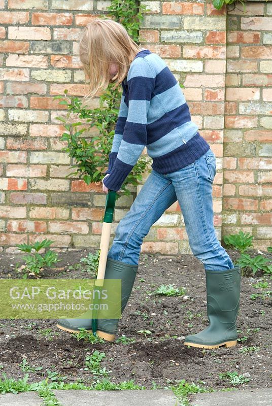 Child using a Child's fork to remove weeds from an organic vegetable garden. Gowan Cottage, Suffolk