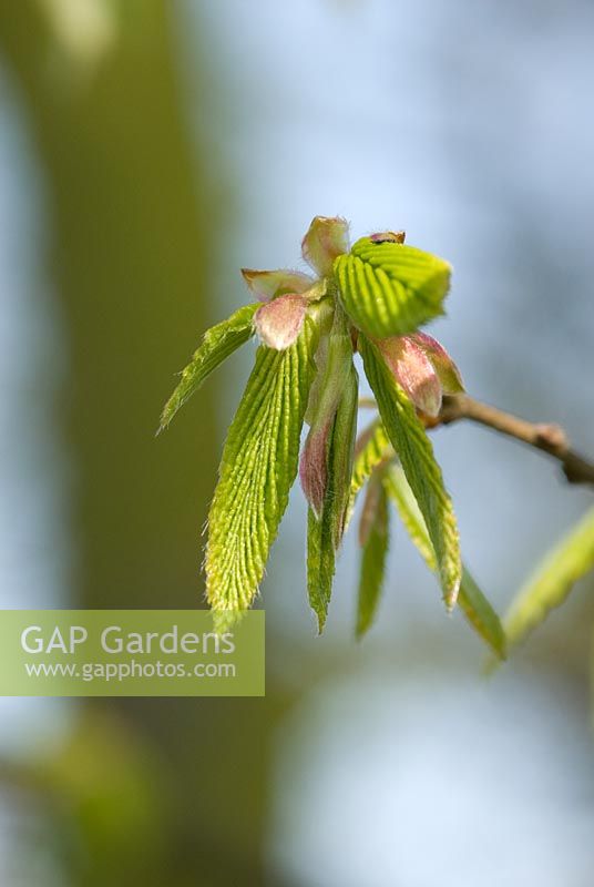 Carpinus betulus - emerging Hornbeam leaves in April