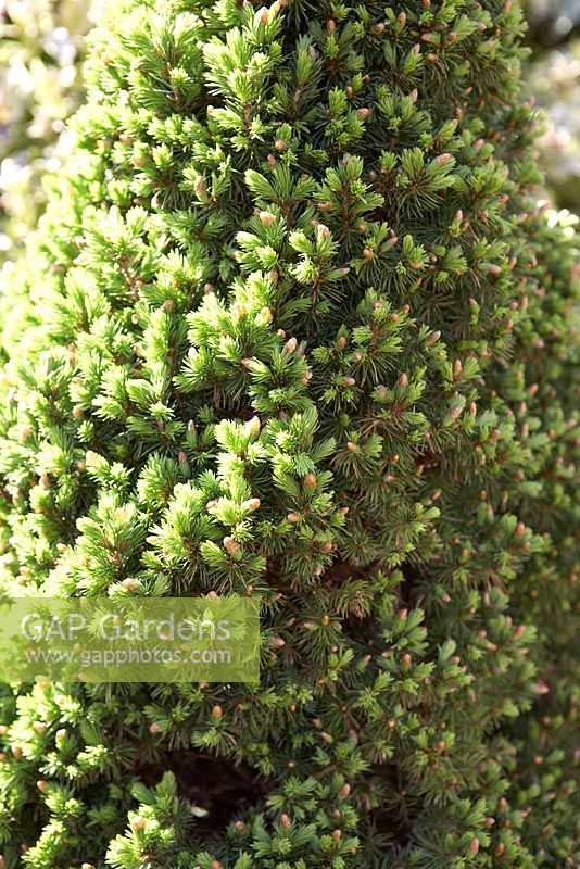 Picea glauca var. albertiana 'Conica' - White Spruce