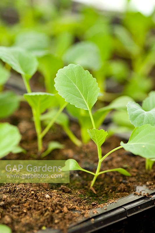 Brassica - Cabbage 'Greyhound', seedling