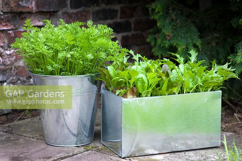 Organic, pest resistant Carrot 'Flyaway' growing in a galvanised bucket on a patio alongside 'cut and come again' mixed salad leaves including - Beetroot, Spinach, Red and green Lettuce and Mizuna leaves