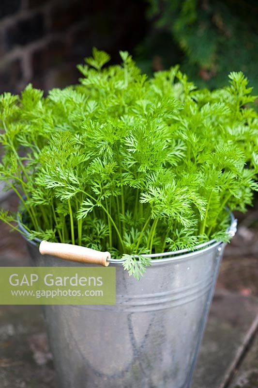 Organic, pest resistant Carrot 'Flyaway' growing in a galvanised bucket. The height of the bucket provides additional resistance against Carrot Root Fly