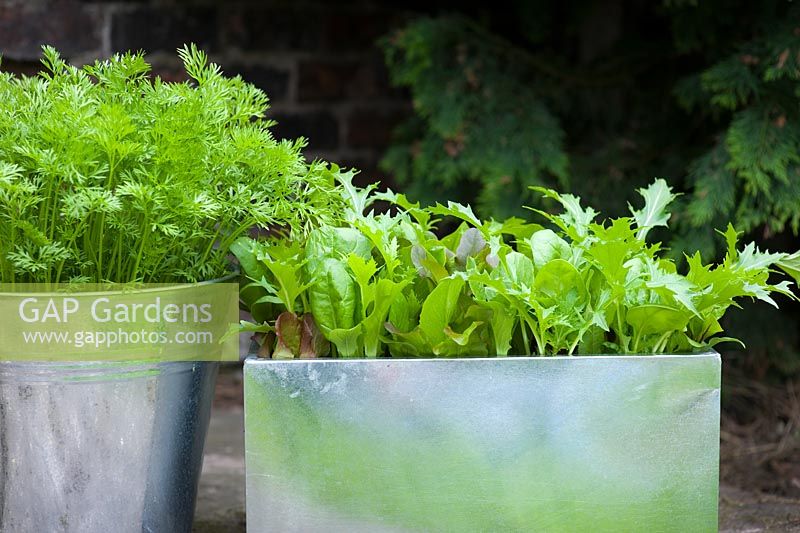 Organic, pest resistant Carrot 'Flyaway' growing in a galvanised bucket on a patio alongside 'Cut and Come again' mixed salad leaves including - Beetroot, Spinach, Red and green Lettuce and Mizuna leaves
 