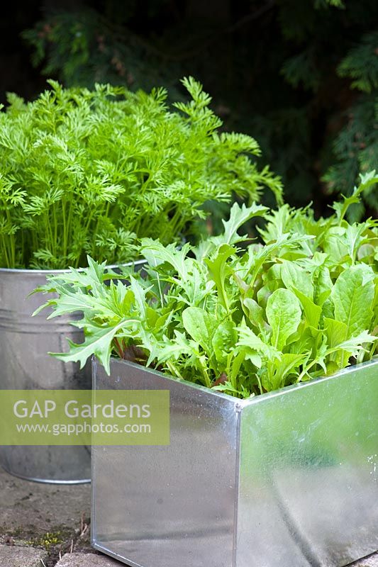 Organic, pest resistant Carrot 'Flyaway' growing in a galvanised bucket on a patio alongside 'Cut and Come again' mixed salad leaves including - Beetroot, Spinach, Red and green Lettuce and Mizuna leaves 