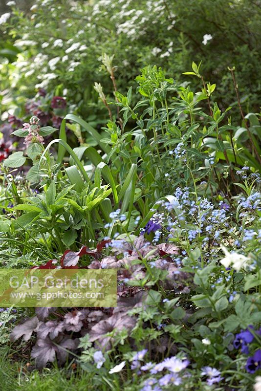 Spring border with Heuchera, Brunnera macrophylla, Anemone blanda, Narcissus 'Thalia', Helleborus, Euphorbia, Lamium orvala and Spiraea argutifolia.