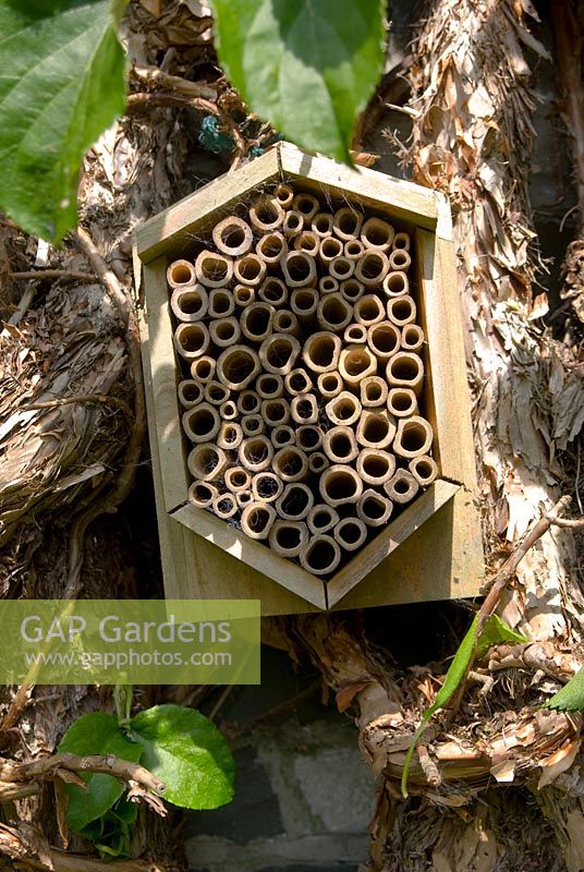 Bug box packed with hollow stems provides dark nooks and crannies in which insects such as Ladybirds, Lacewings and Bees can overwinter in a garden 