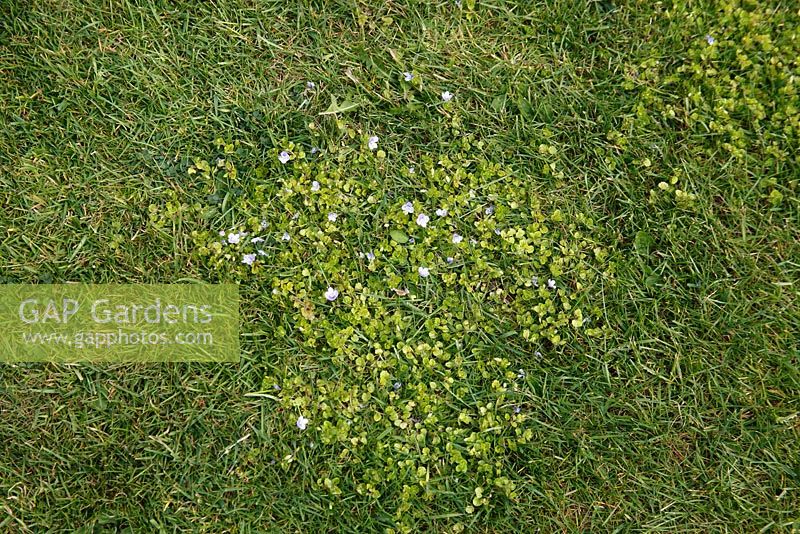 Lawn weed, Veronica chamaedrys in lawn - Germander speedwell