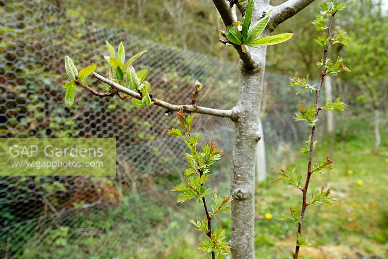 Mespilus germanica - Medlar tree sprouting from Hawthorn rootstock
