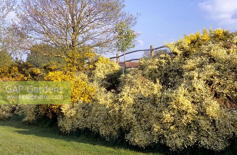 Flowering hedge of mixed Cytisus - Broom. Private garden, Sussex