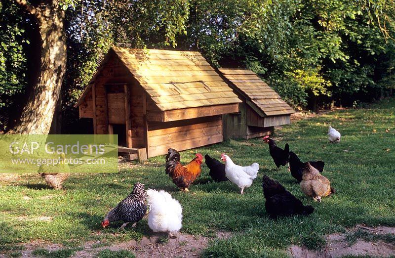 Chickens and henhouse coop in fenced off area of garden