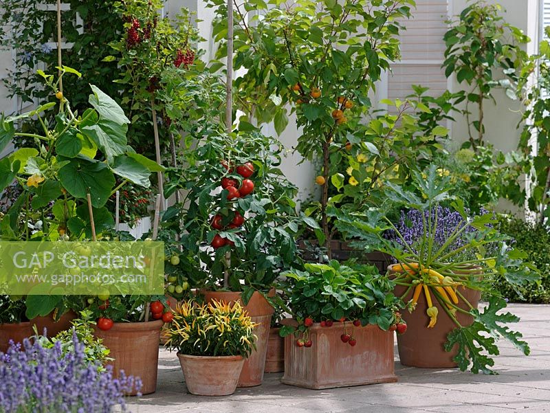Fruit and vegetables growing in patio containers - Tomatoes, Prunus armeniaca 'Comapcta', Fragaria, Cucurbita 'Gold Rush', Capsicum annuum 'Medusa', Ribes and Cucurbita 