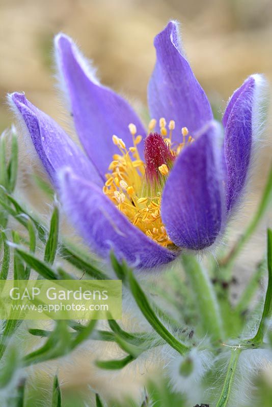 Pulsatilla vulgaris - Pasque flower in May