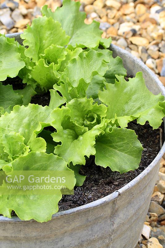 Lactuca 'Webb's Wonderful' - Young Lettuces in galvanised container in May