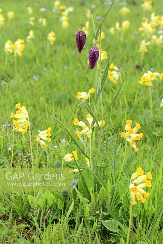 Equisetum arvense - Mares Tail, Fritillaria and Primula veris - Cowslips in wildflower meadow in May
 
