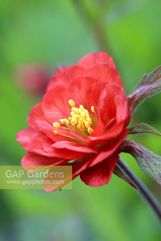 Geum rivale 'Leonard's Variety' in May