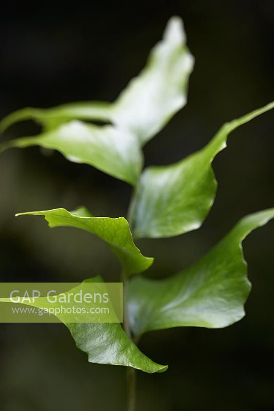 Cyrtomium falcatum -  Japanese Holly Fern